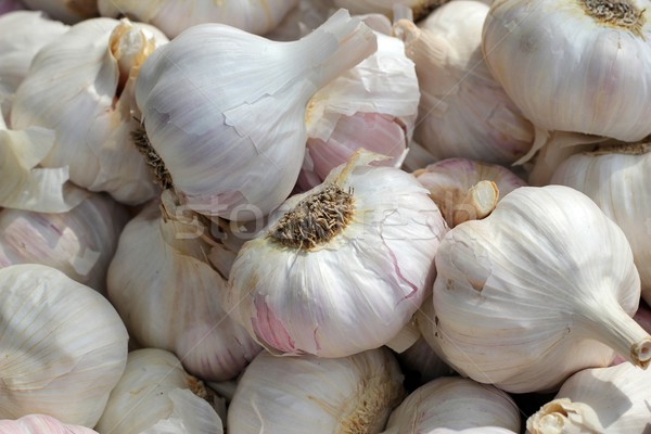 fresh garlic Stock photo © pterwort