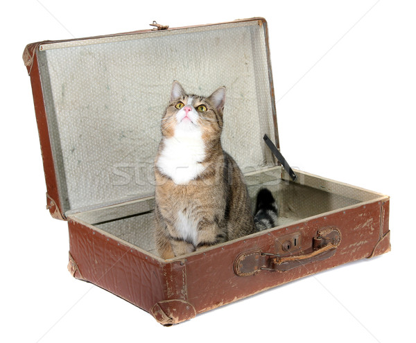 fascinated little cat in old suitcase Stock photo © pterwort