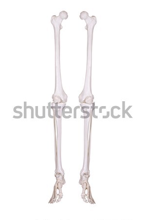 Detail skelet been twee benen ziekenhuis Stockfoto © pterwort