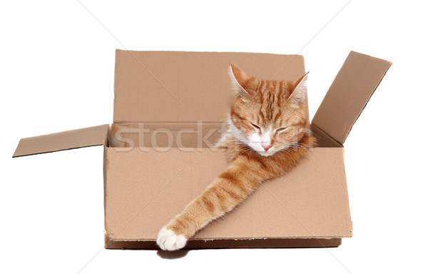 sleeping cute tomcat in removal box Stock photo © pterwort