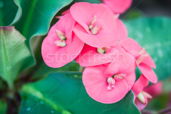 Foto stock: Primer · plano · rosa · poi · flores · caída · Pascua