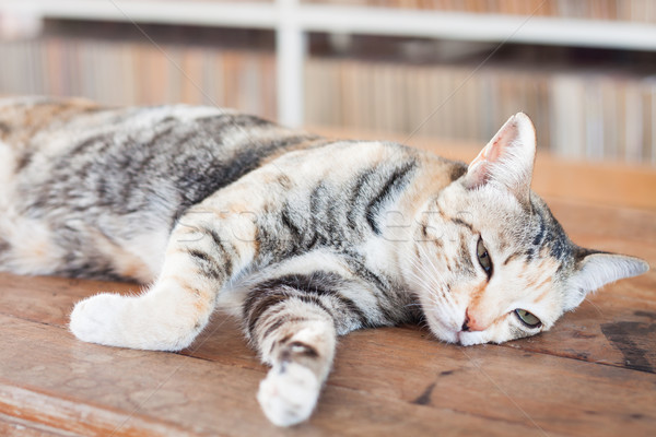 Siamese cat lying on wooden table Stock photo © punsayaporn