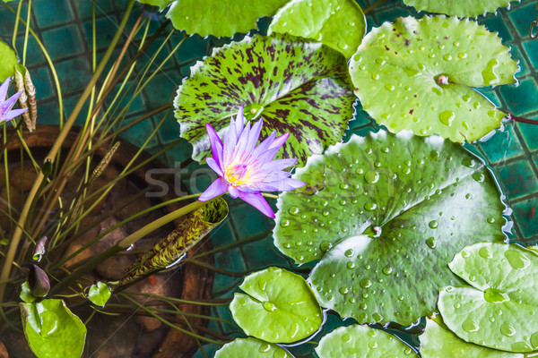 Floating violet water lily on green leaf  Stock photo © punsayaporn