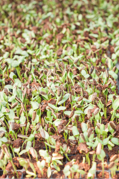 Sunflower seeds sprout in organic farm Stock photo © punsayaporn