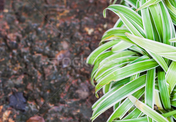 Verde impianto decorato home giardino stock Foto d'archivio © punsayaporn