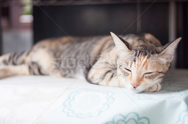 Siamese female cat sleeping indoor Stock photo © punsayaporn