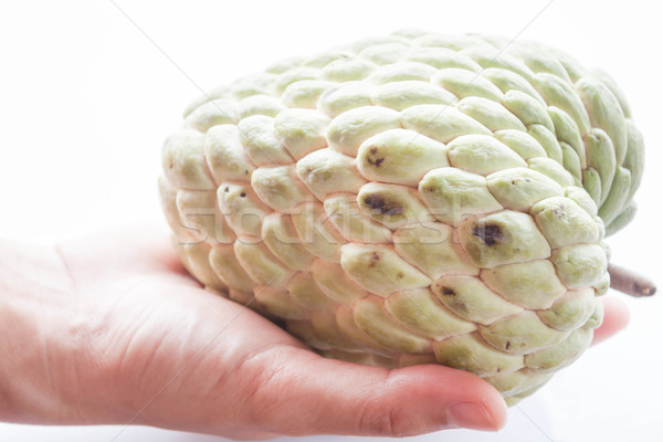 Stock photo: Fresh custard apple hand hold isolated on white background