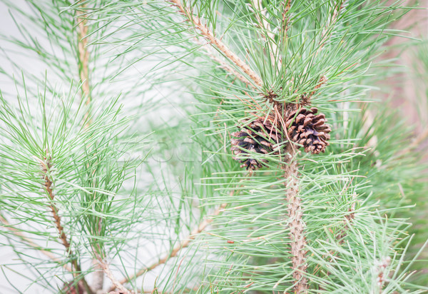 Branch of tree with pine cones Stock photo © punsayaporn