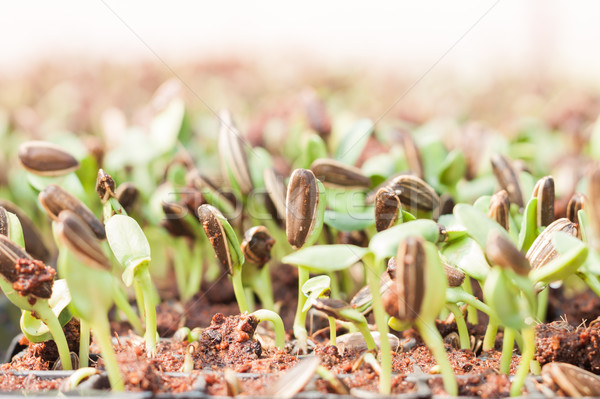 Stock photo: Sunflower seeds sprout in organic farm