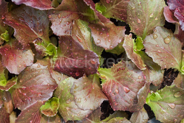 Young red coral salad plant in organic farm Stock photo © punsayaporn