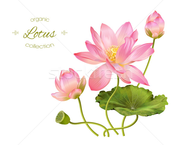 Lotus réaliste illustration vecteur fleurs laisse Photo stock © PurpleBird