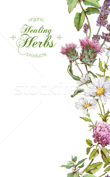 Foto stock: Vector · banner · vertical · flores · silvestres · hierbas