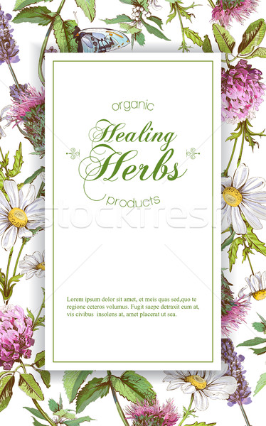 Vector banner vertical flores silvestres hierbas Foto stock © PurpleBird