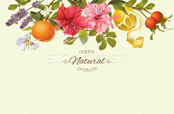 Vektor klasszikus szalag vízszintes hibiszkusz virágok Stock fotó © PurpleBird