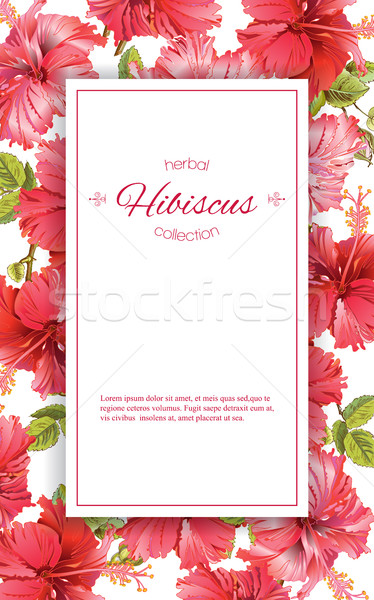 Hibiszkusz virág szalag vektor piros tea Stock fotó © PurpleBird