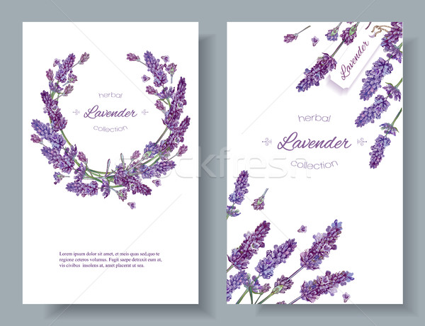 Lavanda flores banners vetor branco projeto Foto stock © PurpleBird