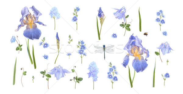 Blauwe bloem ingesteld vector botanisch Blauw bloemen Stockfoto © PurpleBird