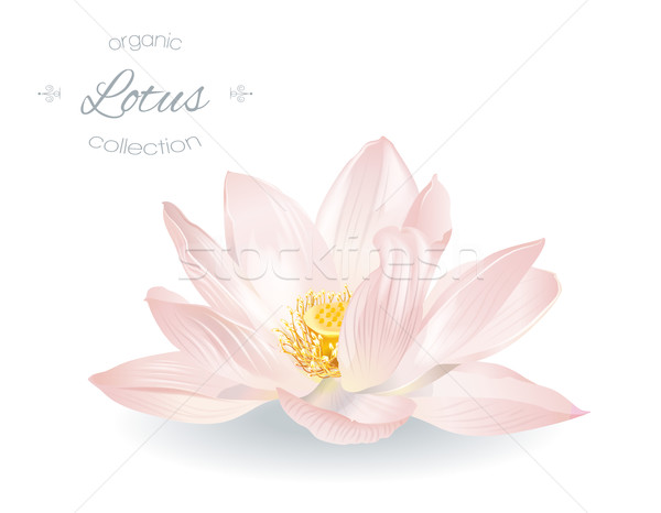 Lotus реалистичный иллюстрация вектора изолированный Сток-фото © PurpleBird