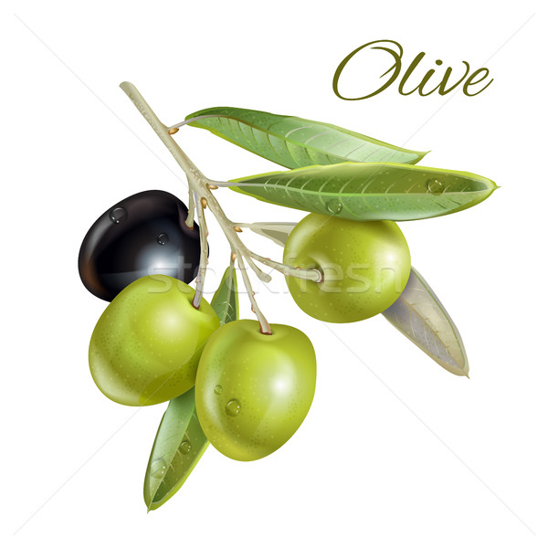 Olive horizontal bannière vecteur réaliste illustration Photo stock © PurpleBird