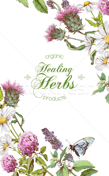 Vektor szárított növénygyűjtemény szalag függőleges vad virágok gyógynövények Stock fotó © PurpleBird