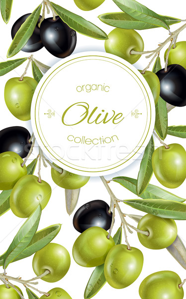 De oliva vertical banner vector maduro negro Foto stock © PurpleBird
