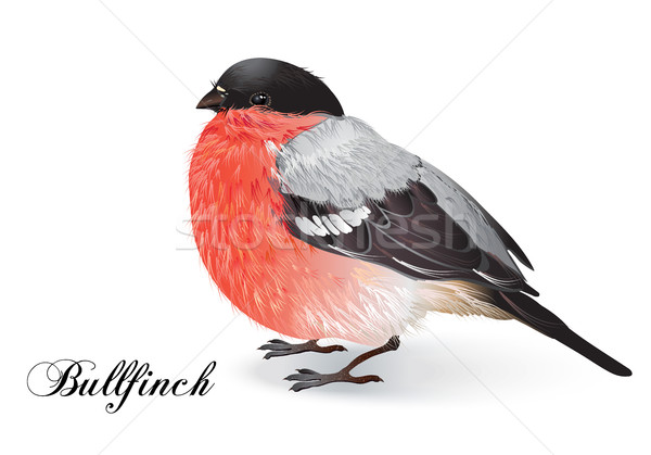 Karácsony madár vektor gyönyörű valósághű illusztráció Stock fotó © PurpleBird