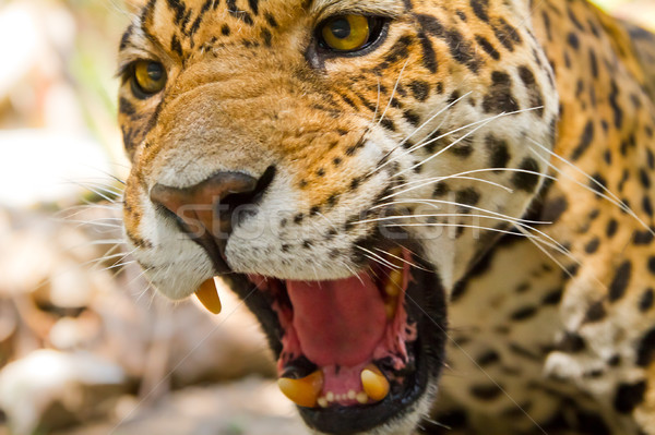 Jaguar ritratto faccia corpo Foto d'archivio © pxhidalgo