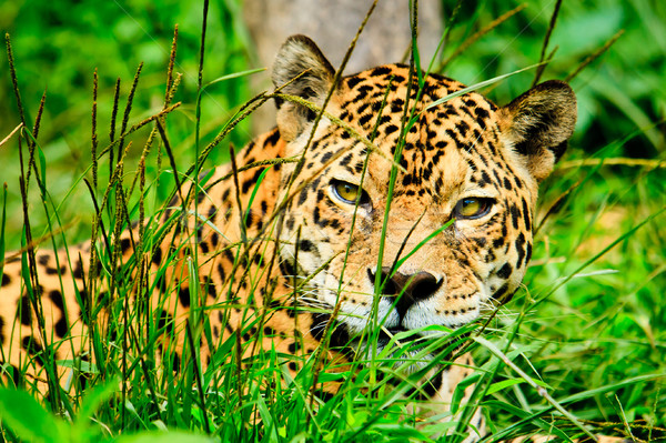Jaguar staren camera gras ogen Stockfoto © pxhidalgo