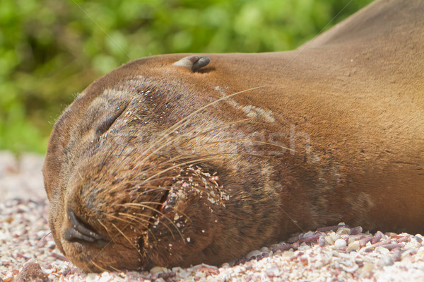 Sea lion resting in the Galapagos Islands Stock photo © pxhidalgo