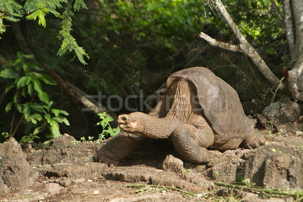 Stock photo: Lonesome George Turtle, the last of the species