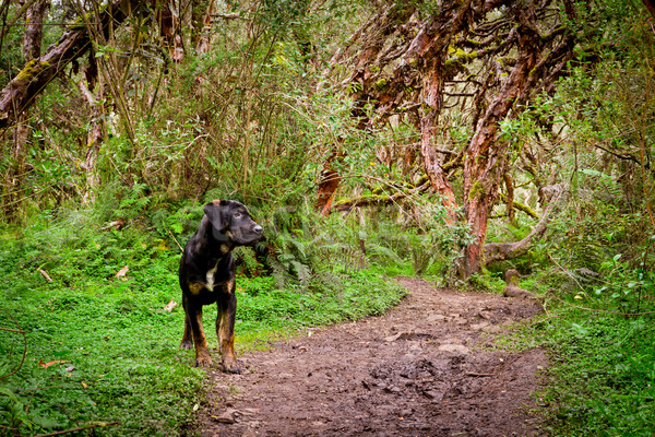 Foto stock: Cão · andar · floresta · caminho · madeira · paisagem