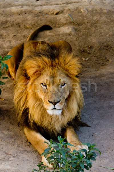 Stock photo: lion