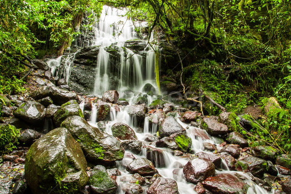 Kaskade Felsen Wasser Baum Wald Berg Stock foto © pxhidalgo