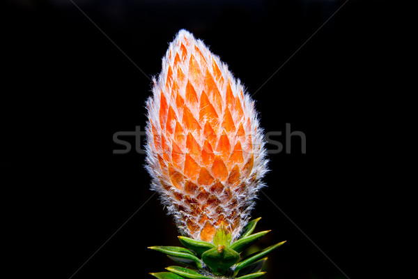 Mountain flower. Chuquirahua flower of the Andes Stock photo © pxhidalgo