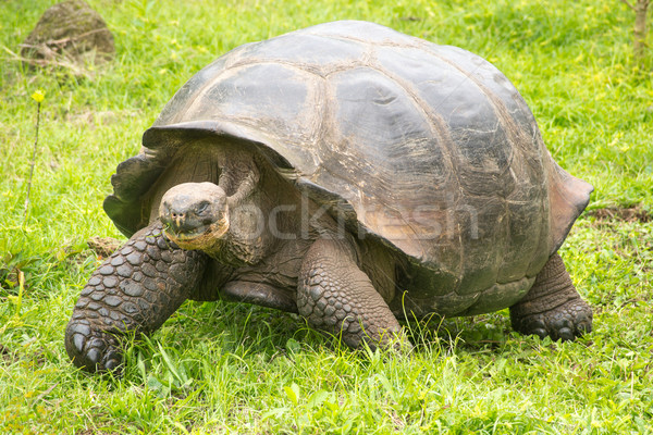 Gigante tartaruga Equador comida Foto stock © pxhidalgo