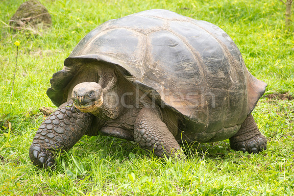 Riese Schildkröte Ecuador Südamerika Inseln Essen Stock foto © pxhidalgo