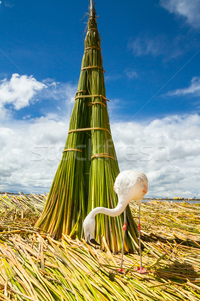 White Flamingo on the islands of Uros Peru Stock photo © pxhidalgo