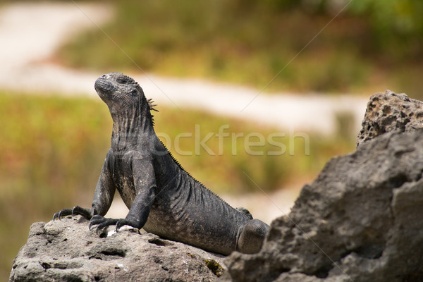 Marine iguana natura luce arte Foto d'archivio © pxhidalgo