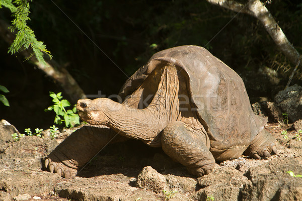 Lonesome George, taken a few days before his death Stock photo © pxhidalgo