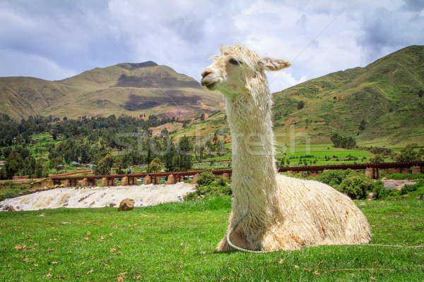 Alpaka Peru szent völgy arc természet Stock fotó © pxhidalgo