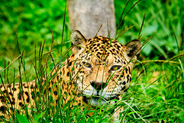 Jaguar yüz kedi turuncu erkek Stok fotoğraf © pxhidalgo