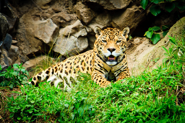 Jaguar riposo erba occhi cat arancione Foto d'archivio © pxhidalgo