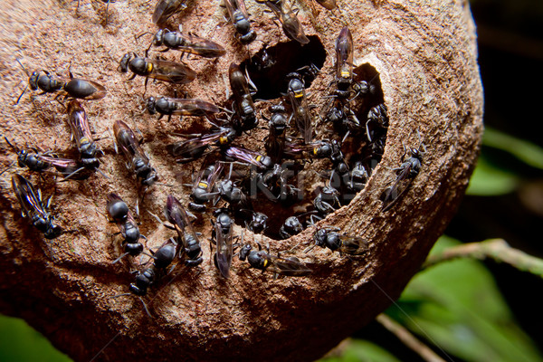 Wesp nest kolonie boom regenwoud bouw Stockfoto © pxhidalgo