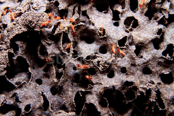 Texture termites colonie macro coup [[stock_photo]] © pxhidalgo