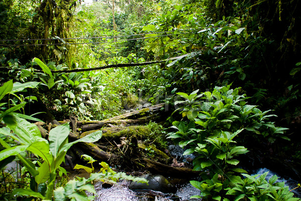 Stock photo: Rainforest