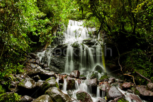Jungle Waterfall Stock photo © pxhidalgo