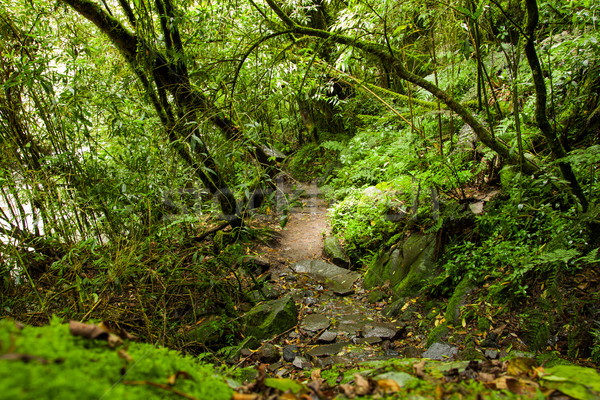 Tropikal rainforest ağaç ahşap orman doğa Stok fotoğraf © pxhidalgo