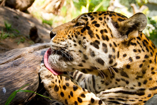 Portrait of Leopard/Jaguar licking his paw Stock photo © pxhidalgo
