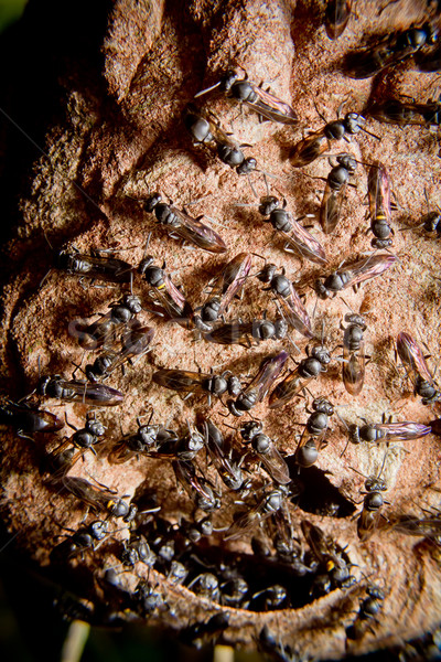 黃蜂 巢 殖民地 樹 叢林 厄瓜多爾 商業照片 © pxhidalgo