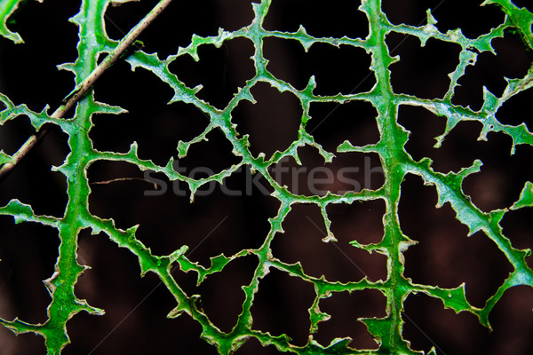 drilled green list / Leaf with holes. Stock photo © pxhidalgo